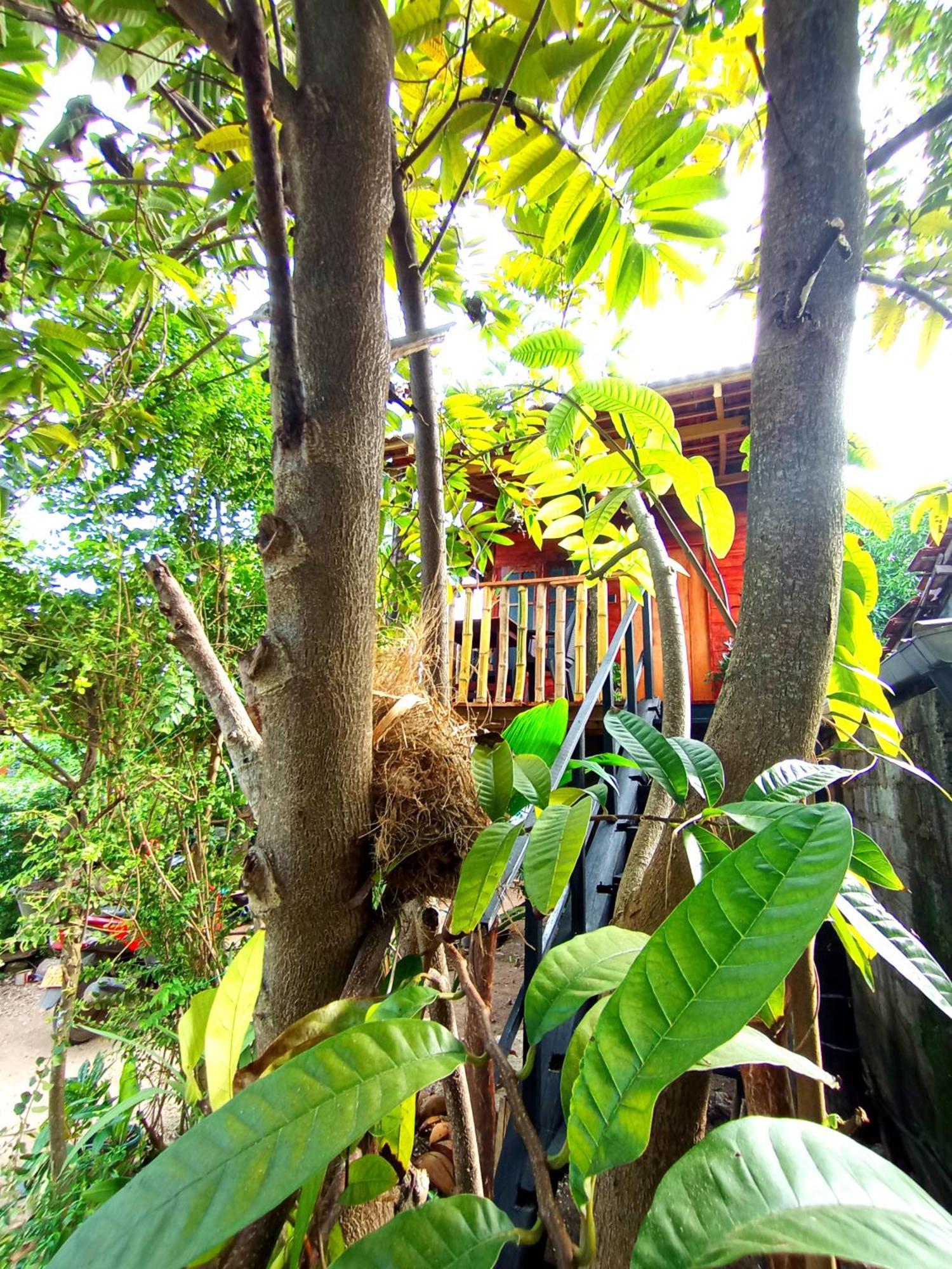 Parrot Tree House Villa Mirissa Dış mekan fotoğraf